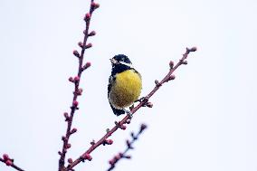 A Bird Rests on A Plum Tree Branch