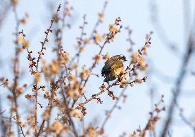 A Bird Rests on A Plum Tree Branch