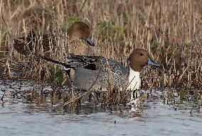 Rainham Marshes Nature Reserve