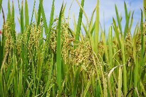CHINA-AGRICULTURAL SCIENCE-CLUSTERED-SPIKELET RICE (CN)
