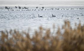 CHINA-INNER MONGOLIA-MIGRATORY BIRD (CN)