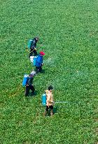 Farmers Spray Herbicides on Wheat in Suqian