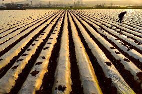 Spring Sowing in Zaozhuang