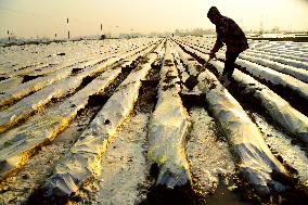 Spring Sowing in Zaozhuang