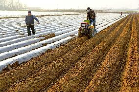 Spring Sowing in Zaozhuang