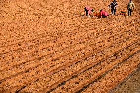 Spring Sowing in Zaozhuang