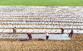 Spring Ploughing in Suqian