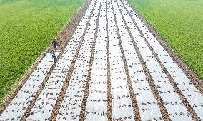 Spring Ploughing in Suqian