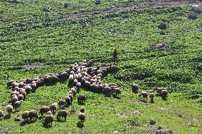 JORDAN-JERASH-SPRING SCENERY