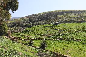 JORDAN-JERASH-SPRING SCENERY