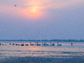 Migratory Birds Gather in Wolong Lake Nature Reserve in Shenyang