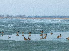 Migratory Birds Gather in Wolong Lake Nature Reserve in Shenyang