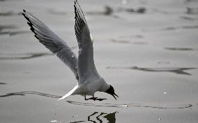 A Red-billed Gull is Catching A Fish in Korla