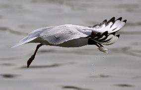 A Red-billed Gull is Catching A Fish in Korla