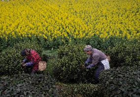 (SichuanMosaics)CHINA-SICHUAN-LUZHOU-EARLY SPRING TEA (CN)