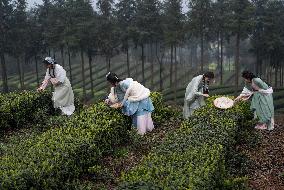 (SichuanMosaics)CHINA-SICHUAN-LUZHOU-EARLY SPRING TEA (CN)