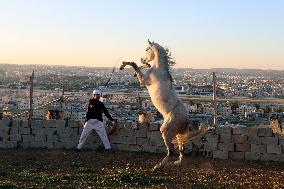 JORDAN-AMMAN-ARABIAN HORSE