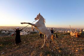JORDAN-AMMAN-ARABIAN HORSE