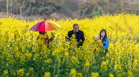 Tourists Visit A Rape Flower Field in Chongqing