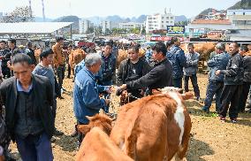 A Livestock Market in Qianxinan