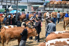 A Livestock Market in Qianxinan