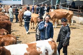 A Livestock Market in Qianxinan