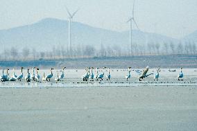Migratory Birds at The Wolong Lake Ecological Zone in Shenyang