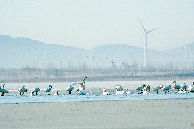 Migratory Birds at The Wolong Lake Ecological Zone in Shenyang