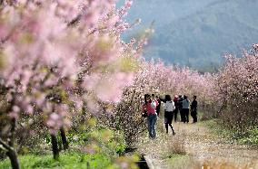 Tourists Enjoy Cherry Blossoms in Full Bloom in Zixing