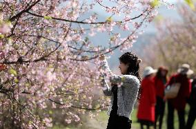 Tourists Enjoy Cherry Blossoms in Full Bloom in Zixing