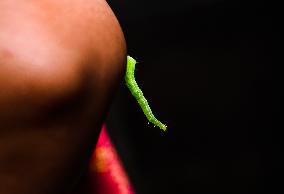 Animal India - Cabbage Looper (Trichoplusia Ni)