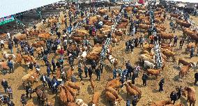 A Livestock Market in Qianxinan
