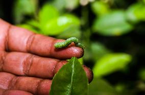 Animal India - Cabbage Looper (Trichoplusia Ni)