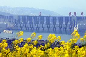 Three Gorges Dam Rapeseed Flower