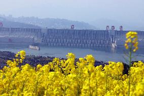 Three Gorges Dam Rapeseed Flower