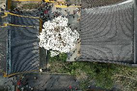 A 500-year-old Ancient Magnolia Tree in Hangzhou