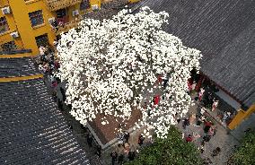 A 500-year-old Ancient Magnolia Tree in Hangzhou