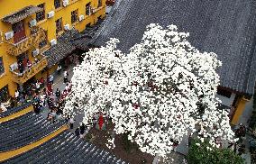 A 500-year-old Ancient Magnolia Tree in Hangzhou