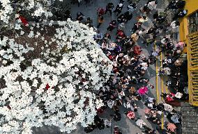 A 500-year-old Ancient Magnolia Tree in Hangzhou
