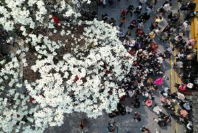 A 500-year-old Ancient Magnolia Tree in Hangzhou