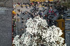 A 500-year-old Ancient Magnolia Tree in Hangzhou