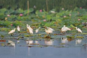 CHINA-HEBEI-XIONG'AN-BAIYANGDIAN LAKE-BIRD CONSERVATION (CN)
