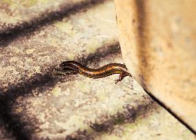 Animal India - Asian Snake-eyed Skink (Ablepharus Pannonicus)