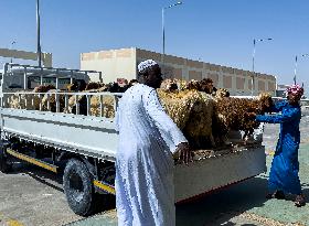 Livestock Market Ramadan 2024 In Doha,Qatar