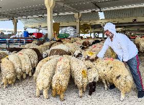 Livestock Market Ramadan 2024 In Doha,Qatar