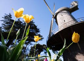 U.S.-SAN FRANCISCO-SPRING