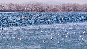 #CHINA-HEBEI-ZUNHUA-BIRDS (CN)