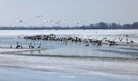 CHINA-INNER MONGOLIA-YELLOW RIVER SHOAL-BIRDS (CN)