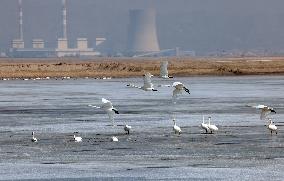 CHINA-INNER MONGOLIA-YELLOW RIVER SHOAL-BIRDS (CN)