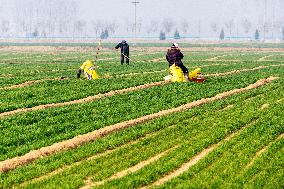 Wheat Growth in Anyang